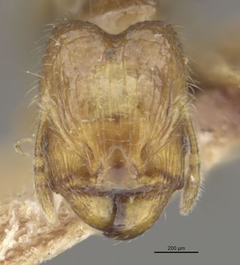 Media type: image;   Entomology 22884 Aspect: head frontal